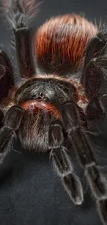 Close-up photo of a fuzzy tarantula on a dark background.