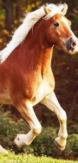 Majestic horse galloping in an autumn field wallpaper.