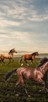 Horses galloping on a field during a sunset.