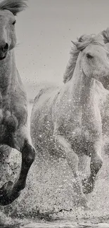 Black and white image of white horses running through water, showcasing elegance and freedom.