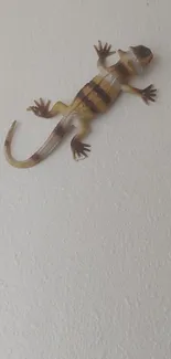 Gecko on a white wall wallpaper for mobile devices.