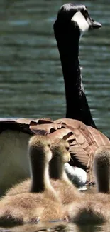 Geese family swimming on a peaceful lake.