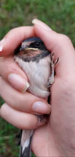 A small bird held gently in a human hand against a green background.