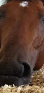 Close-up of a resting brown horse on straw bedding.