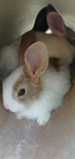 Adorable bunnies resting in a cozy tunnel.