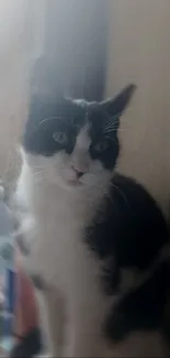 Black and white cat in soft focus portrait.