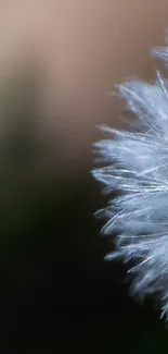 Close-up view of dandelion seeds against a blurred soft background.