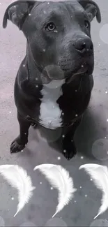 Gentle dog with feathers on gray background.