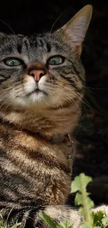 Tabby cat with green eyes in sunlight.