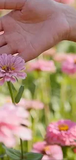 A hand gently touching vibrant pink flowers in a lush green garden.