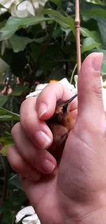 Hand holding a hummingbird with green leaves in the background.