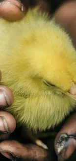 Fluffy yellow chick nestled in gentle hands.