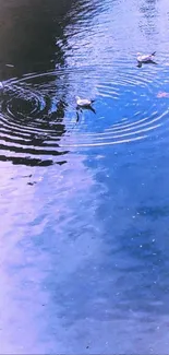 Serene wallpaper with birds on a blue rippling pond.