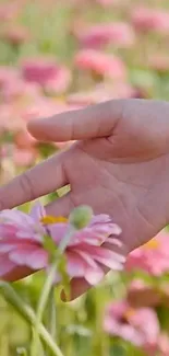 Hand gently touching a pink flower in a field of blossoms.