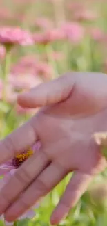 A gentle hand touches vibrant flowers in a blooming field.