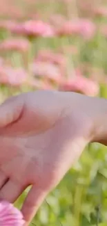 A hand gently touching pink flowers in a green field.