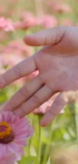 A hand gently touching a blooming pink flower in a field.