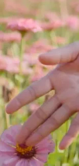 Hand gently touches pink flowers, nature wallpaper.