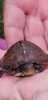 A small turtle cradled in a pink hand close-up.