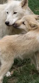 Two wolves embracing in a grassy landscape, radiating warmth.