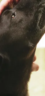 Close-up of a black dog being gently patted by a hand.