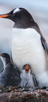 Gentoo penguin with chicks in snowy Antarctica.