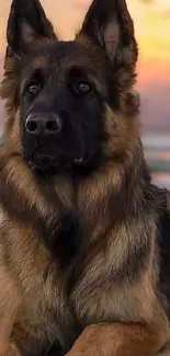 German Shepherd enjoying sunset on the beach with vibrant sky.