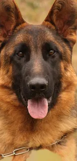 Majestic German Shepherd dog portrait with a focus on its noble expression.