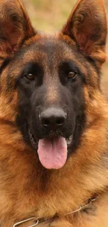 Close-up portrait of a German Shepherd dog with a light brown coat.