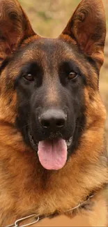 Close-up of a German Shepherd dog with brown fur against a natural background.