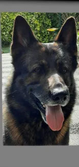 Majestic German Shepherd close-up wallpaper.