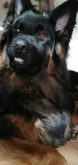 Majestic German Shepherd dog lying down, perfect for wallpaper.