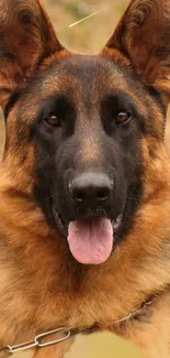 A close-up of a German Shepherd dog with a brown and black coat.