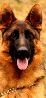 German Shepherd dog in an outdoor setting, close-up view.