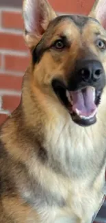 Happy German Shepherd dog against brick wall backdrop.