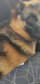 Close-up of a happy German Shepherd dog lying down.