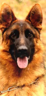 Majestic German Shepherd dog facing forward with a blurred natural background.