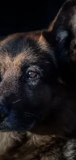 German Shepherd in shadow with a dark background, highlighting its features.