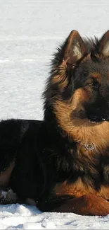 German Shepherd lying on snow-covered ground.