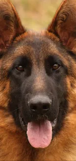 Close-up portrait of a German Shepherd dog with attentive expression.