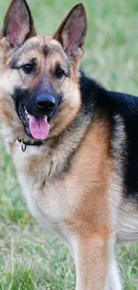 German Shepherd standing on lush green grass