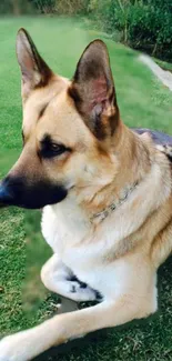 German Shepherd lying on green grass lawn.