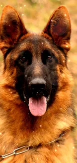 A German Shepherd dog with brown fur, posing outdoors on a phone wallpaper.