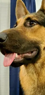 German Shepherd dog with tongue out, close-up view