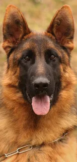 German Shepherd dog with brown fur and alert expression.