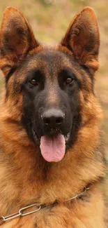 Close-up of a German Shepherd dog against a blurred natural background.