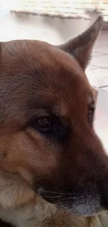 Close-up of a German Shepherd dog's face in natural light.