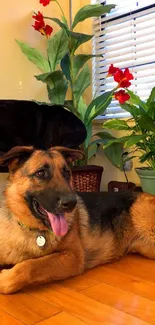 German Shepherd relaxing indoors with plants and red flowers.