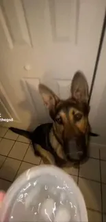 German Shepherd sitting on tiled floor.