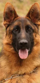 Close-up of a German Shepherd dog in nature setting.